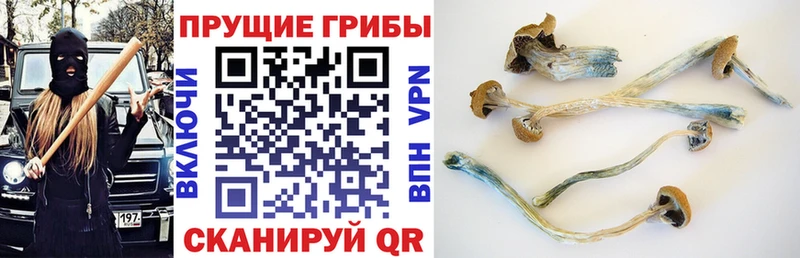 Псилоцибиновые грибы прущие грибы  Волжск 
